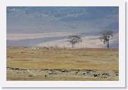 07IntoNgorongoro - 106 * Masai herding cattle on the crater floor.